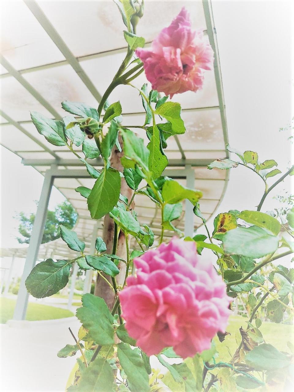 The White Garden Premier Saraburi Hotel Ban Dao Ruang  ภายนอก รูปภาพ